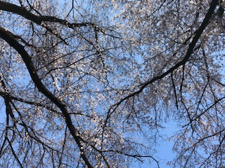 桜～さくら～SAKURA